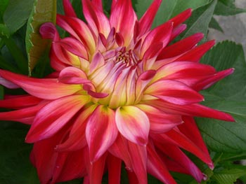 Dahlia - Photographed by Annie Fox