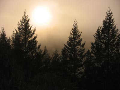 Foggy sunset on Mt. Tam - photo by David Fox