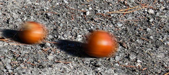 Racing buckeyes - photo by David Fox