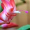 Christmas Cactus Christmas Cactus