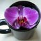 Click for larger image Cup o'orchid