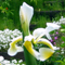 Flower Flower