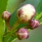 Lemon Buds Lemon Buds