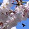 Spring Bee Spring Bee